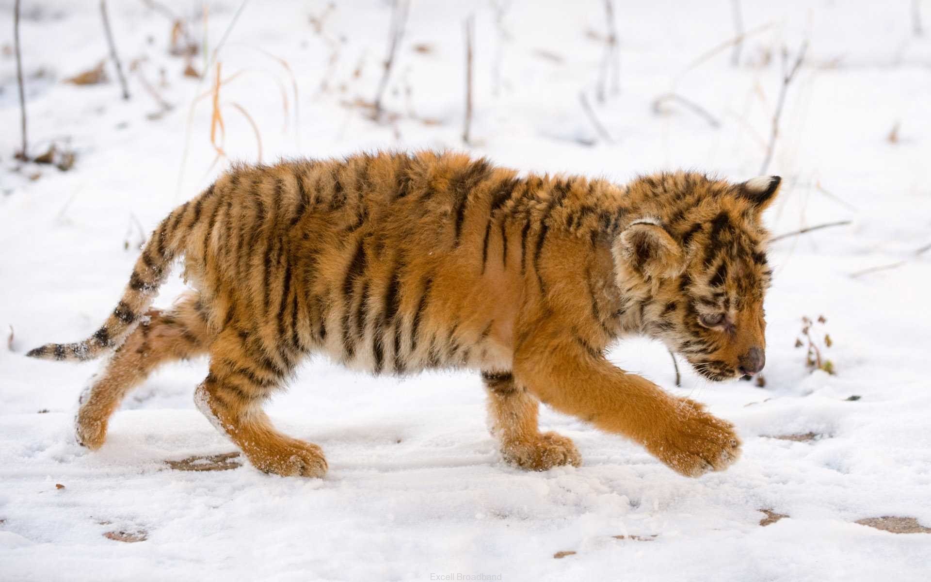 Snow Tiger Cub2055515186